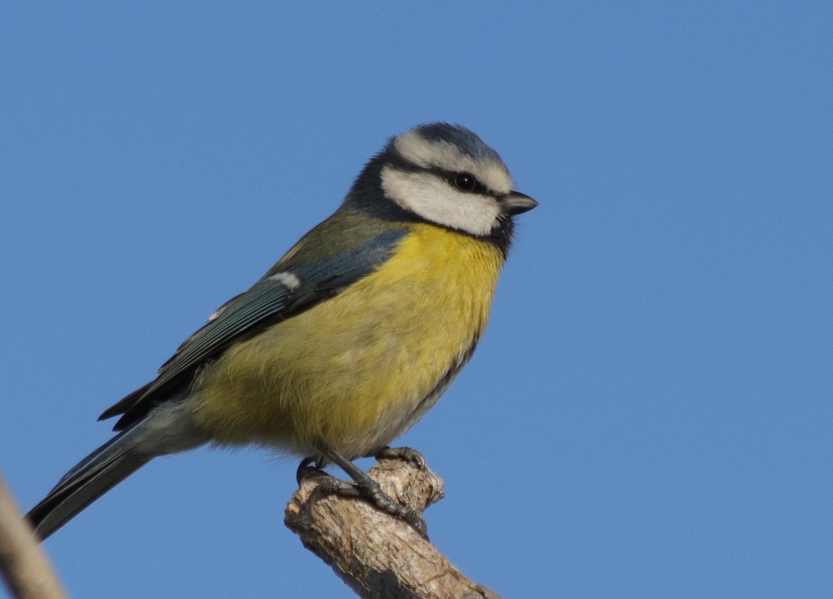 Herrerillo Común - ML647246193