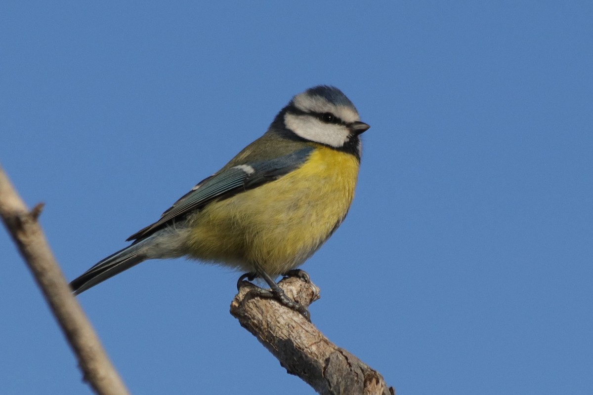 Herrerillo Común - ML647246194