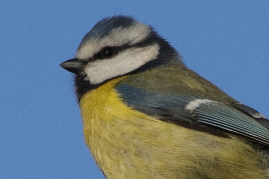 Herrerillo Común - ML647246195