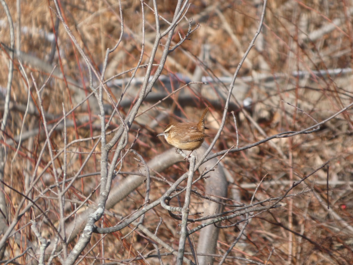 Karolina Çıtkuşu - ML647246212
