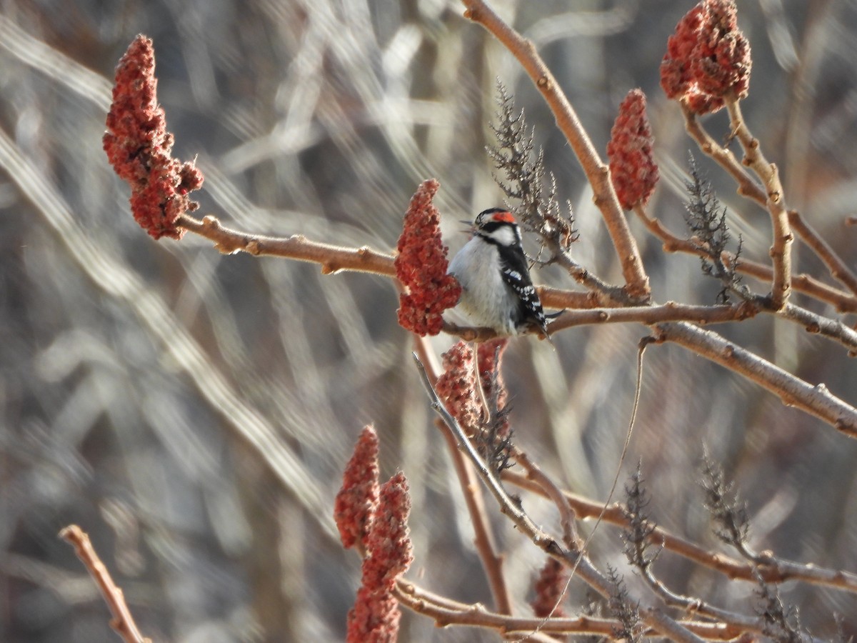 Downy Woodpecker - ML647246213