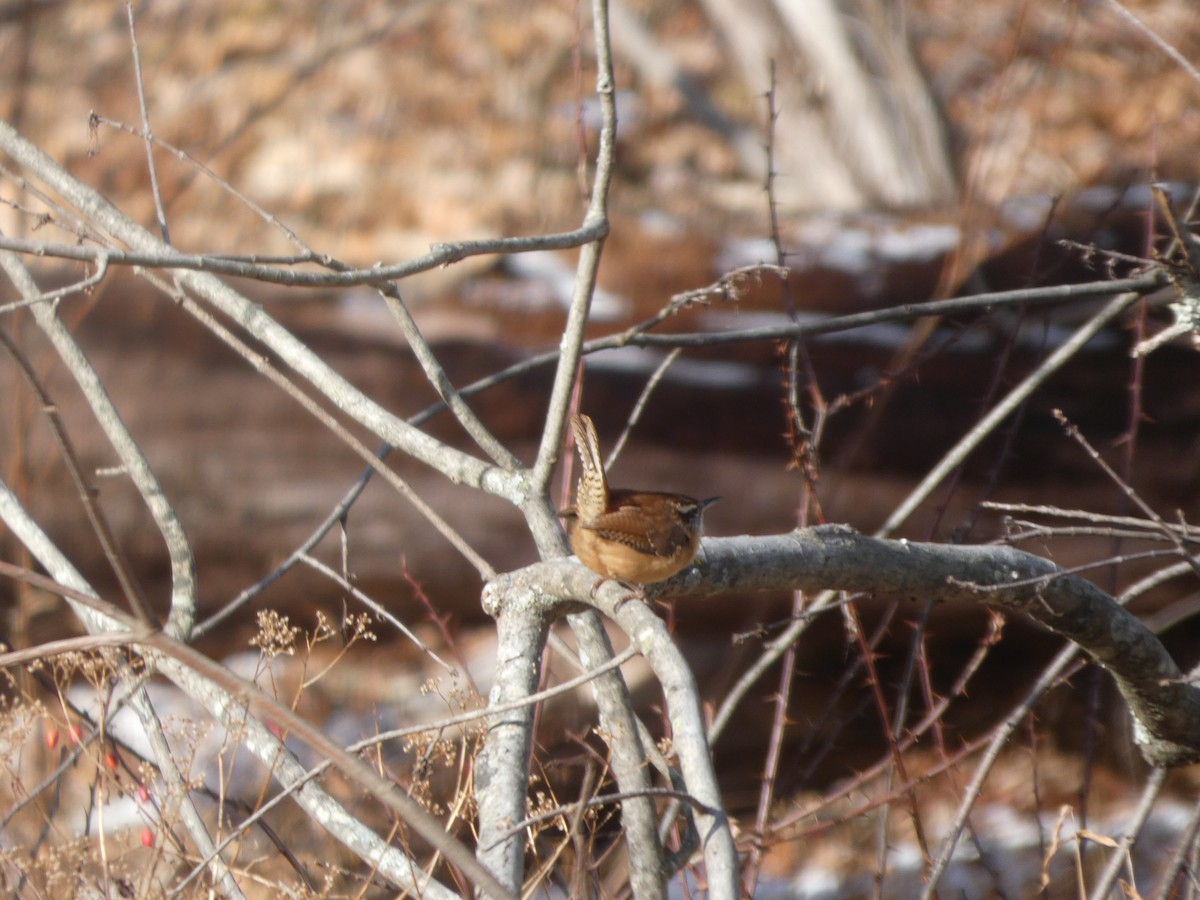 Karolina Çıtkuşu - ML647246214