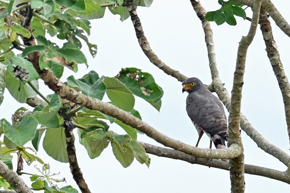 káně krahujová - ML647246215