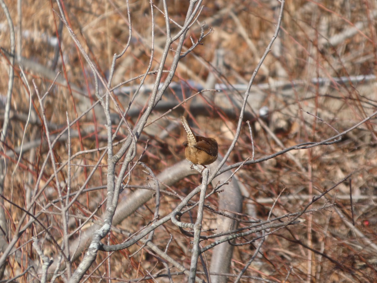 Karolina Çıtkuşu - ML647246216