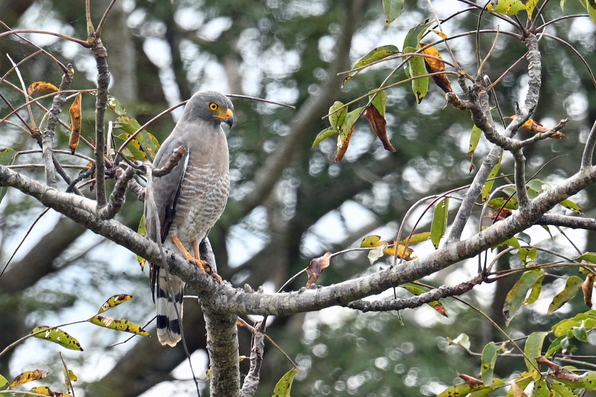 káně krahujová - ML647246218