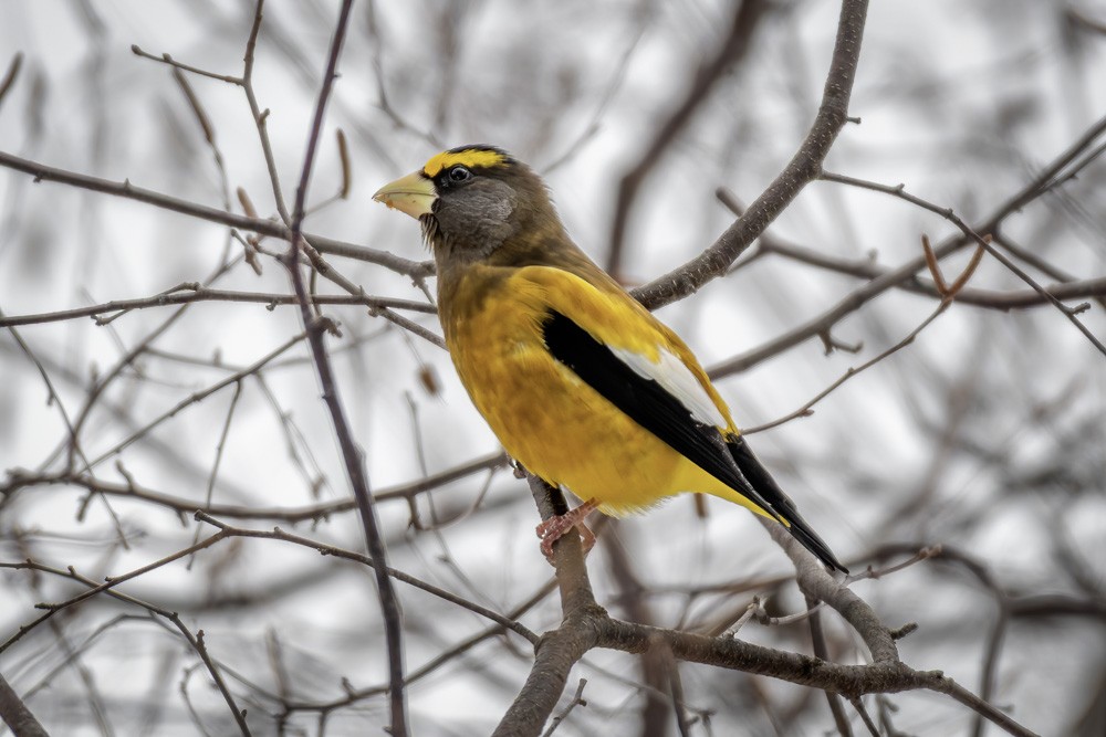 キビタイシメ - ML647246233