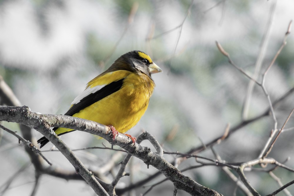 キビタイシメ - ML647246234