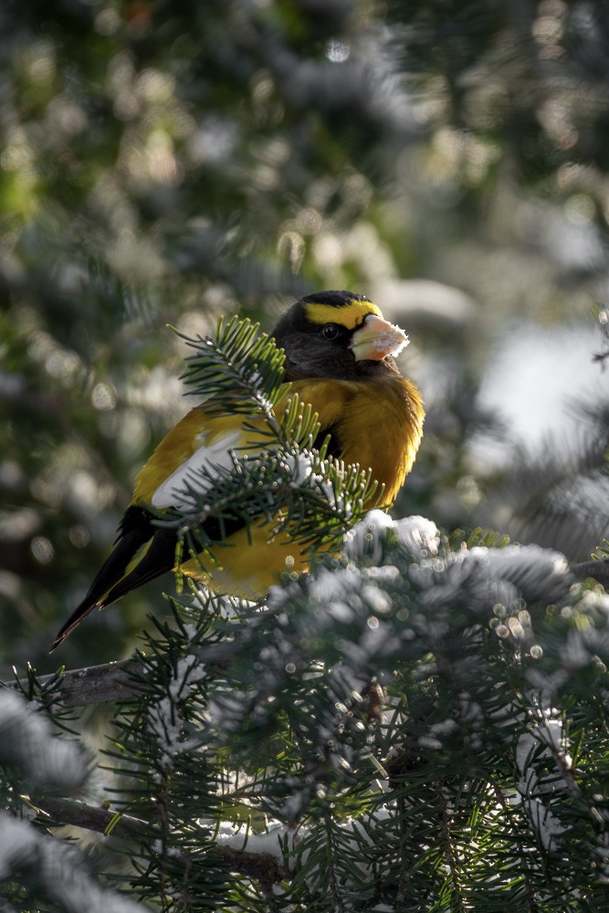 キビタイシメ - ML647246236