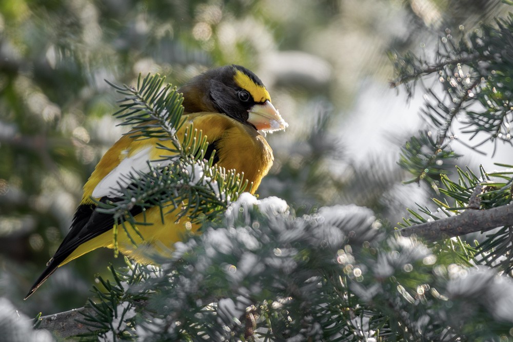 キビタイシメ - ML647246237