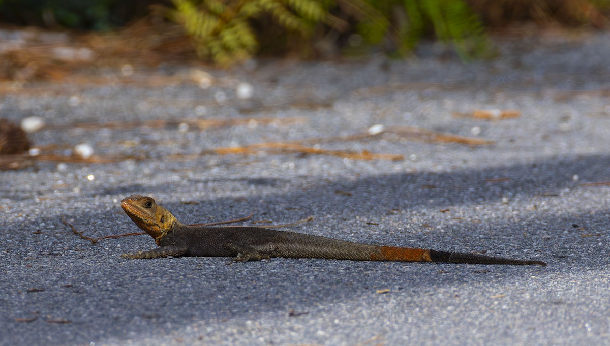 Peters's Rock Agama - ML647246238