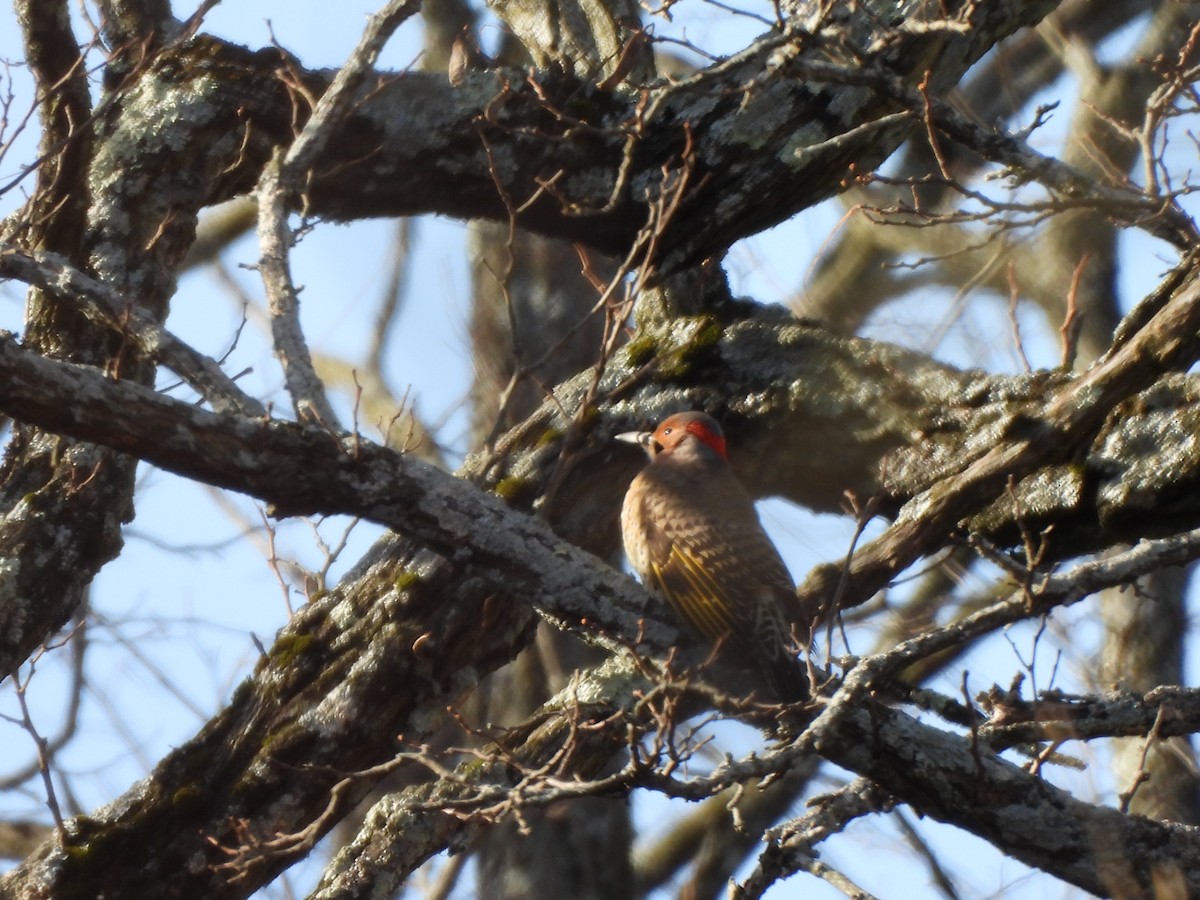 Northern Flicker - ML647246243