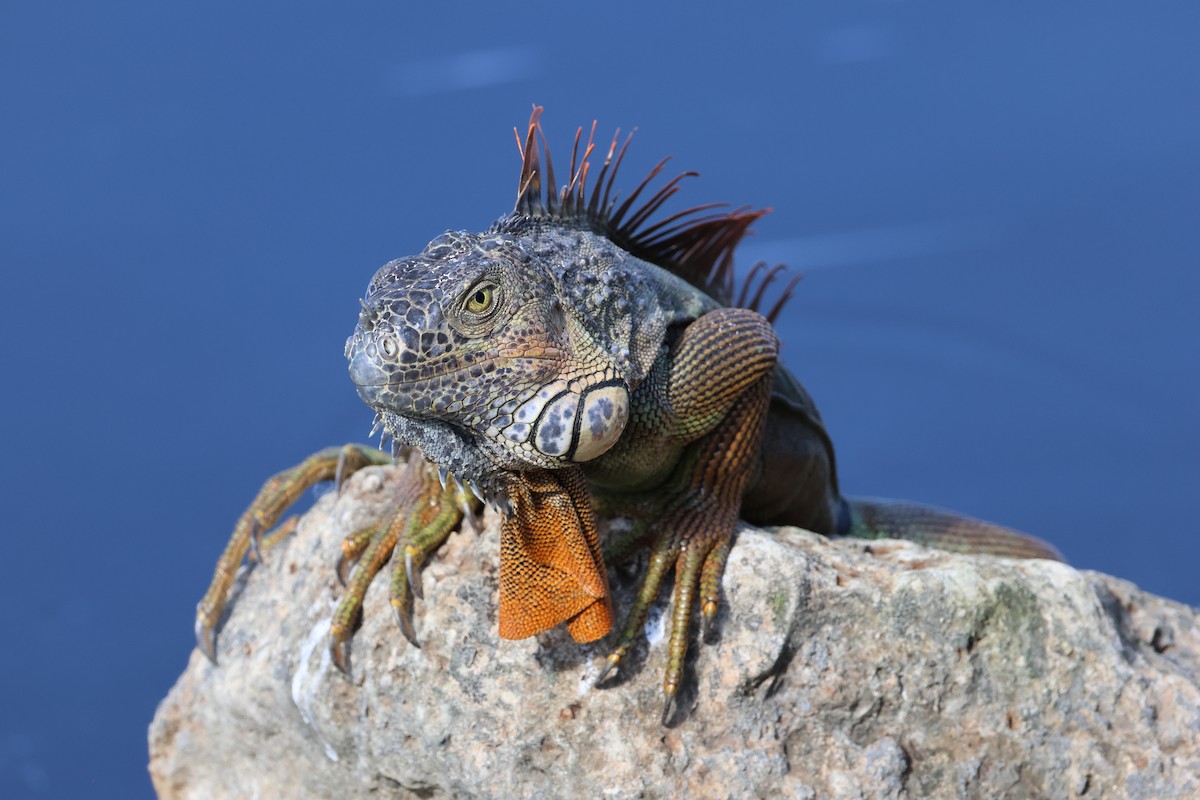 Green Iguana - ML647246249