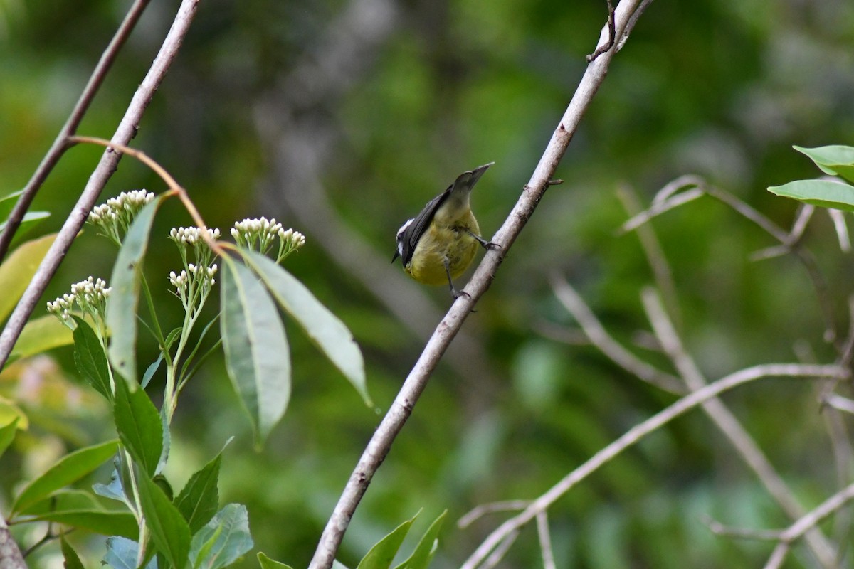 Sucrier à ventre jaune - ML647246250