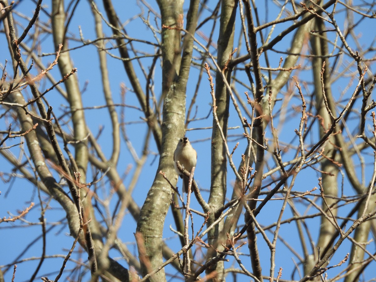 Tufted Titmouse - ML647246251