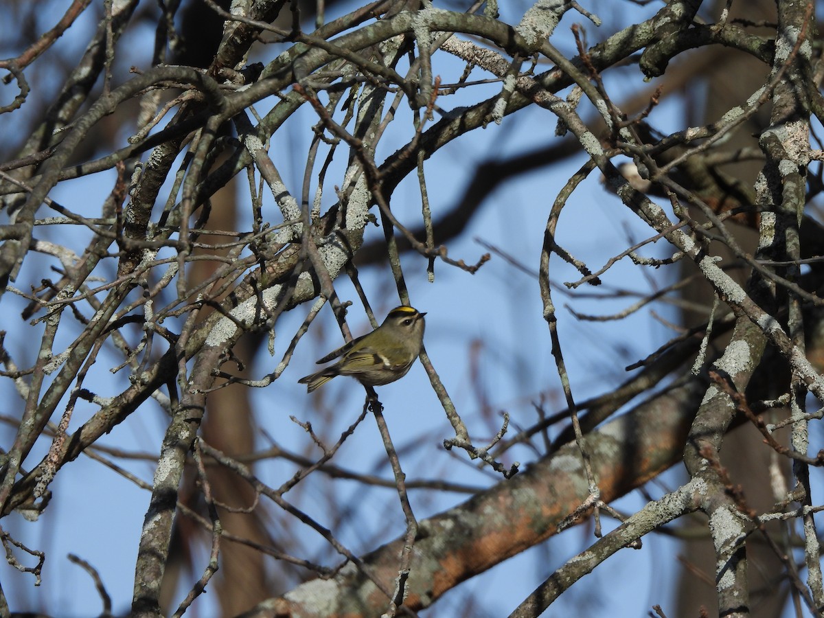 Golden-crowned Kinglet - ML647246259