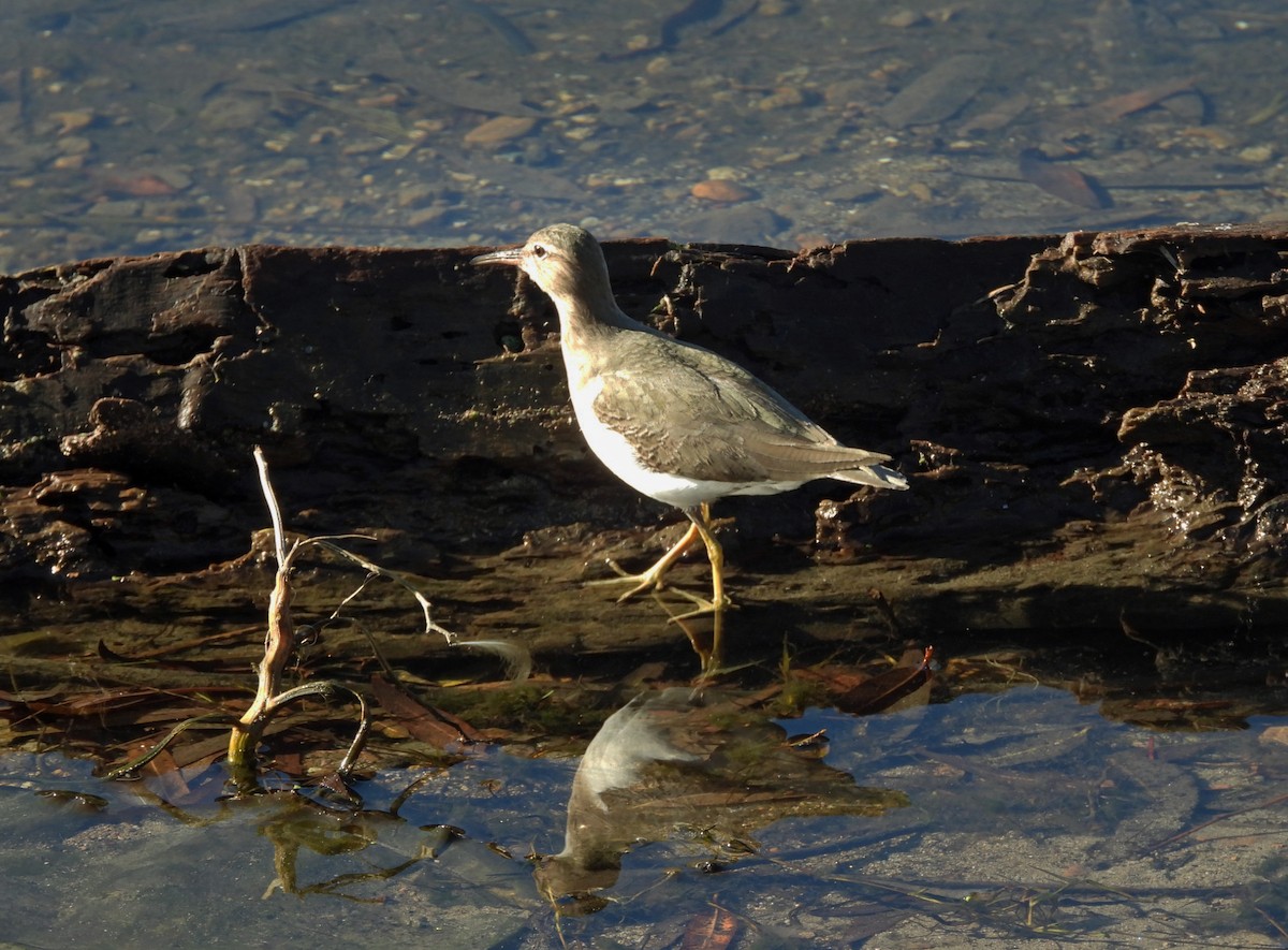 Benekli Düdükçün - ML647246260