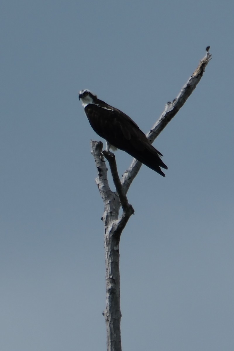 魚鷹 - ML647246265