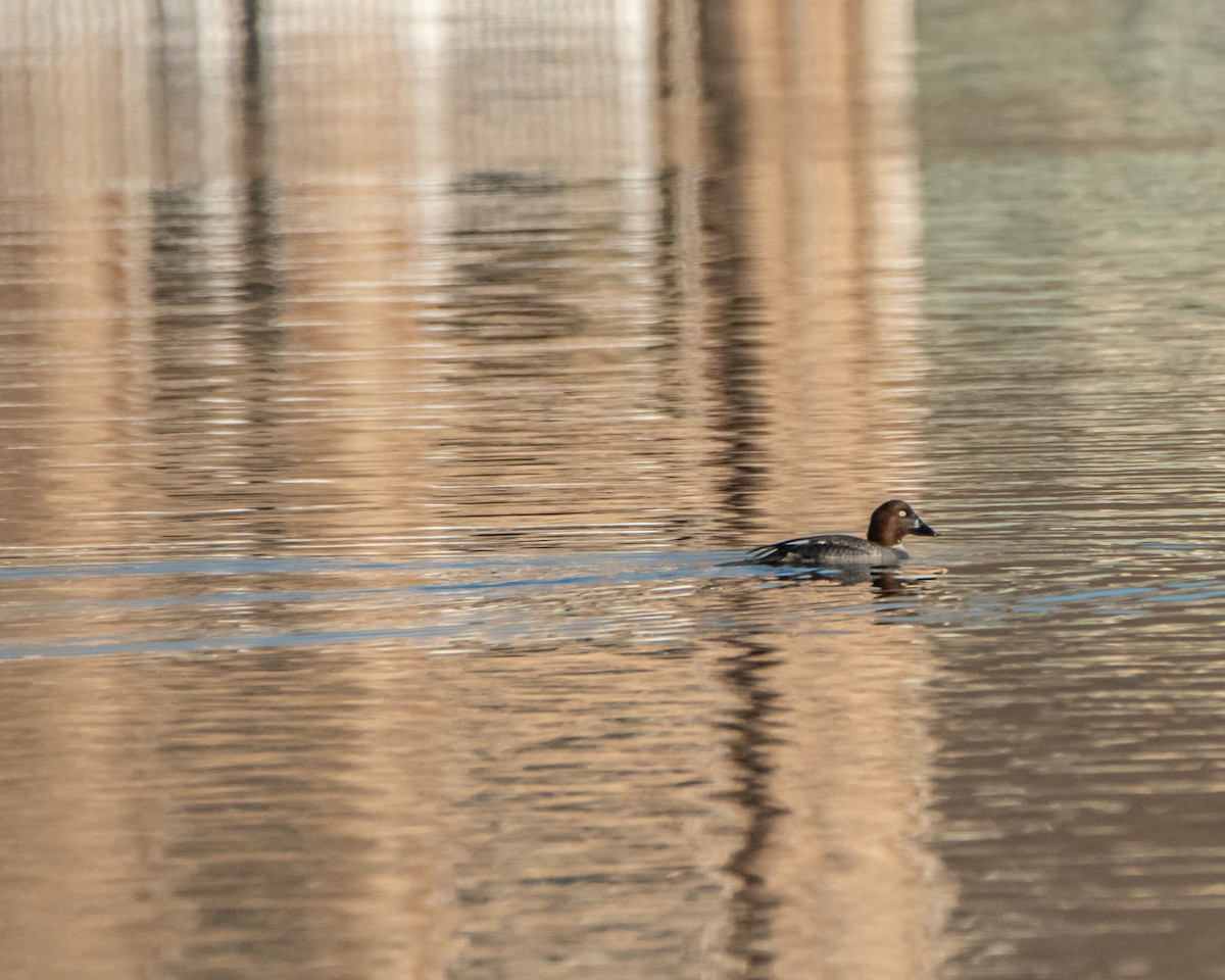 Quattrocchi - ML647246273