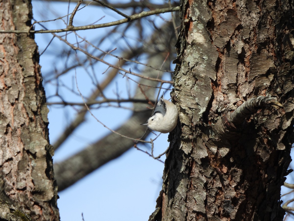 White-breasted Nuthatch - ML647246274