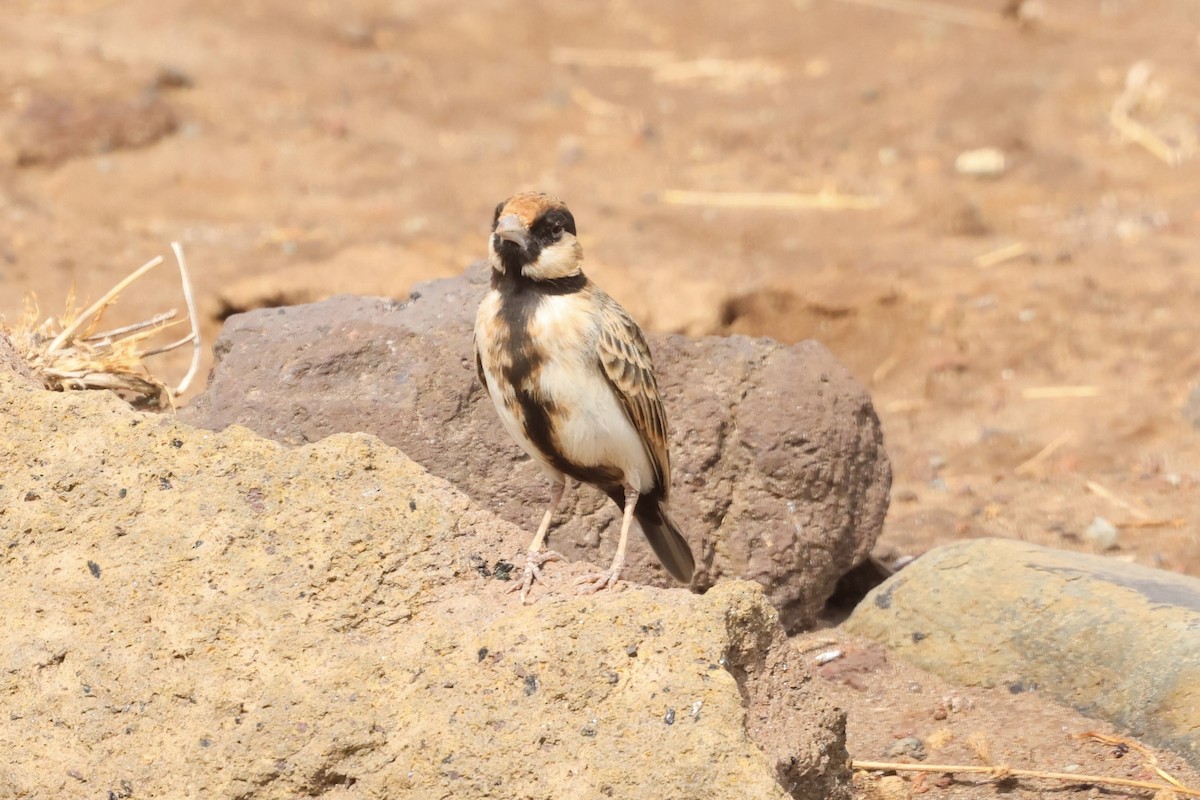 Fischer's Sparrow-Lark - ML647246281