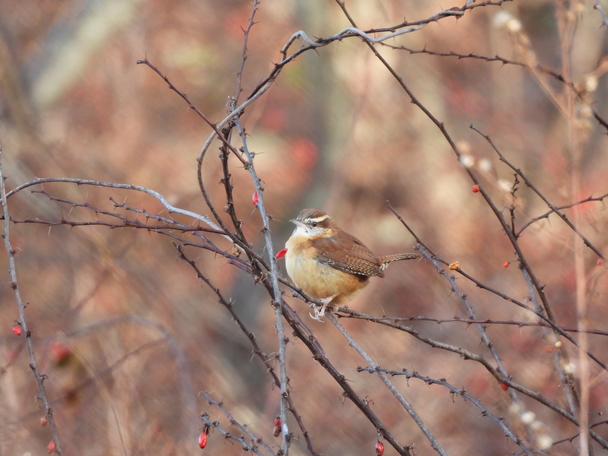Carolina Wren - ML647246285