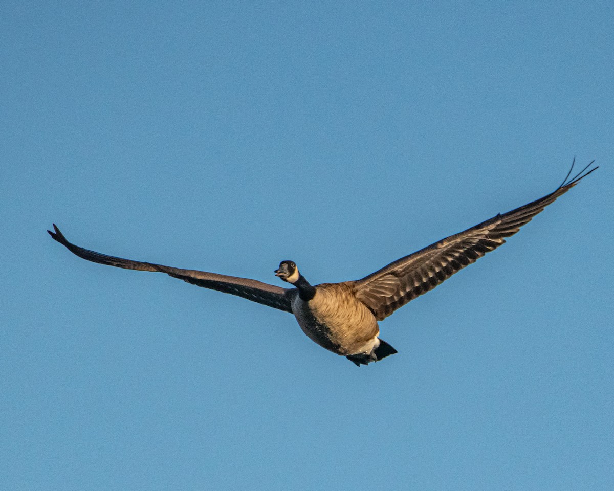 Oca canadese maggiore - ML647246287