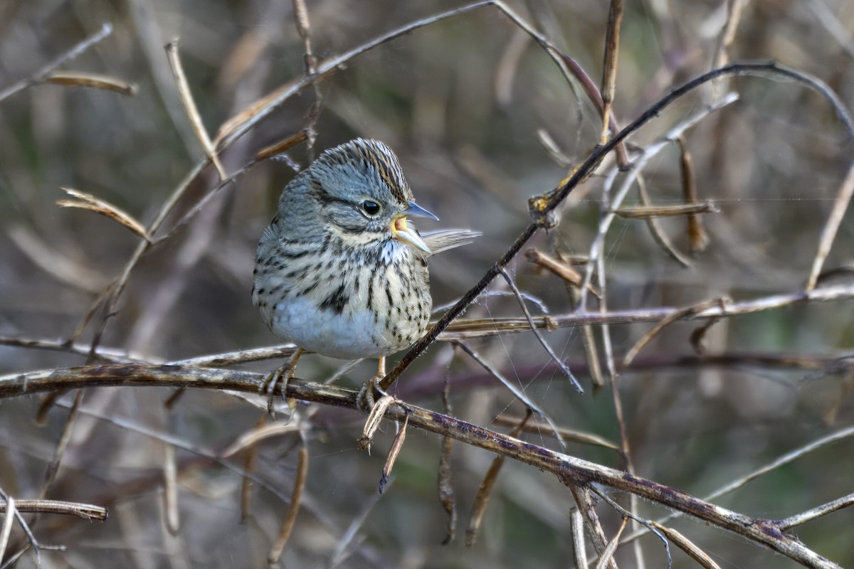 Lincoln's Sparrow - ML647246288