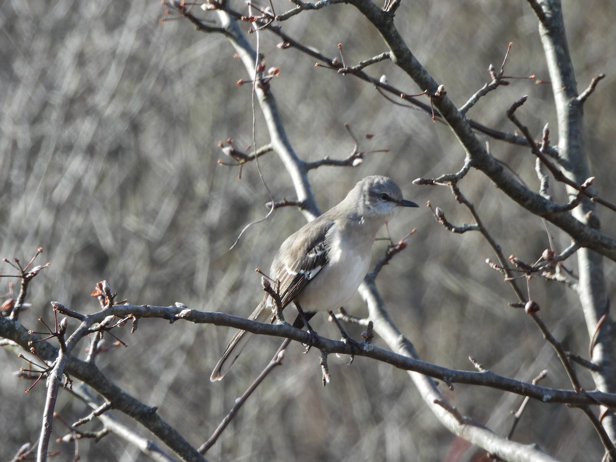 Northern Mockingbird - ML647246299
