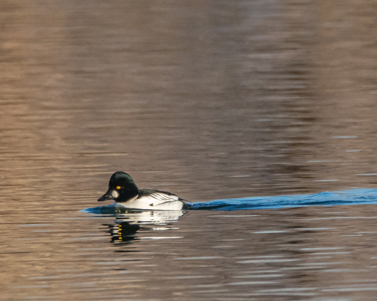 Quattrocchi - ML647246301