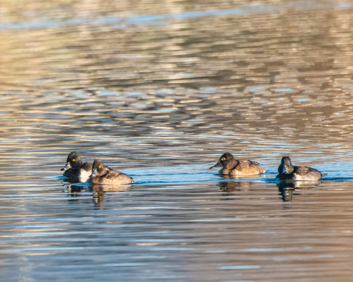 Moretta dal collare - ML647246314