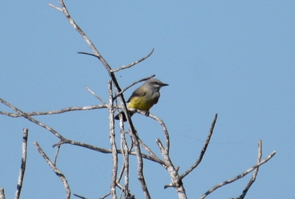 Western Kingbird - ML647246317