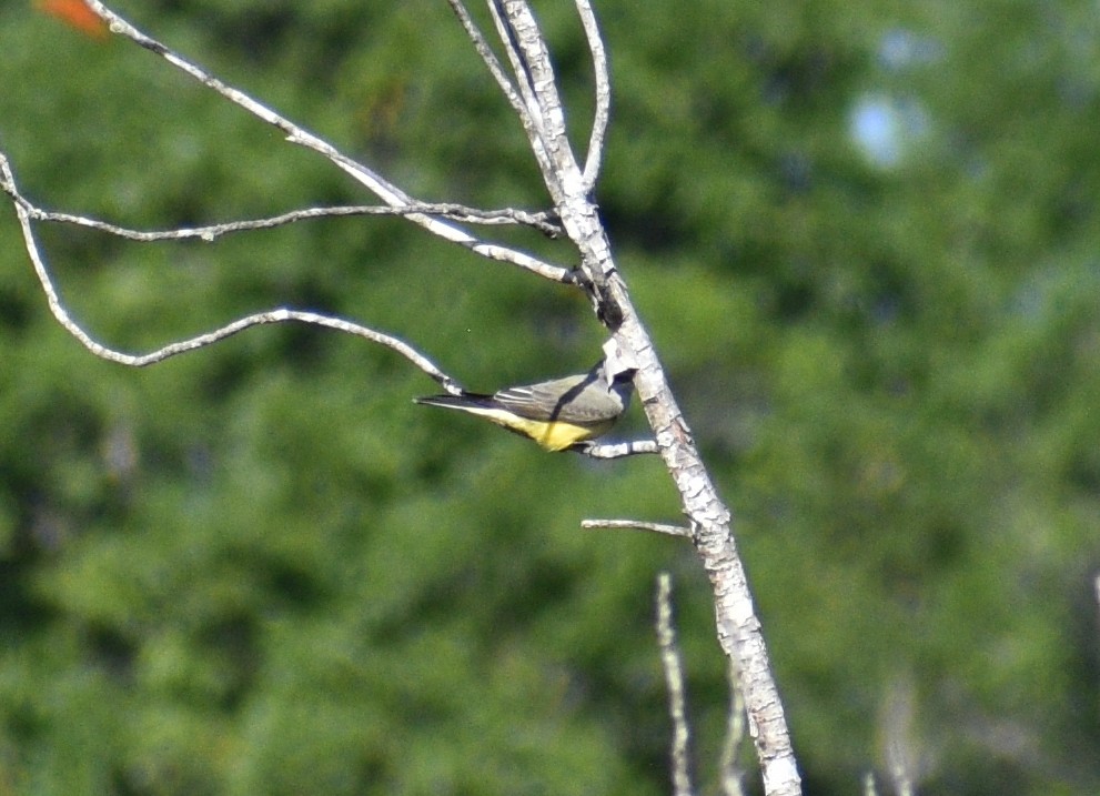 Western Kingbird - ML647246318