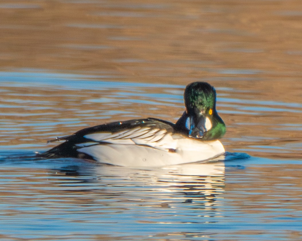 Quattrocchi - ML647246319