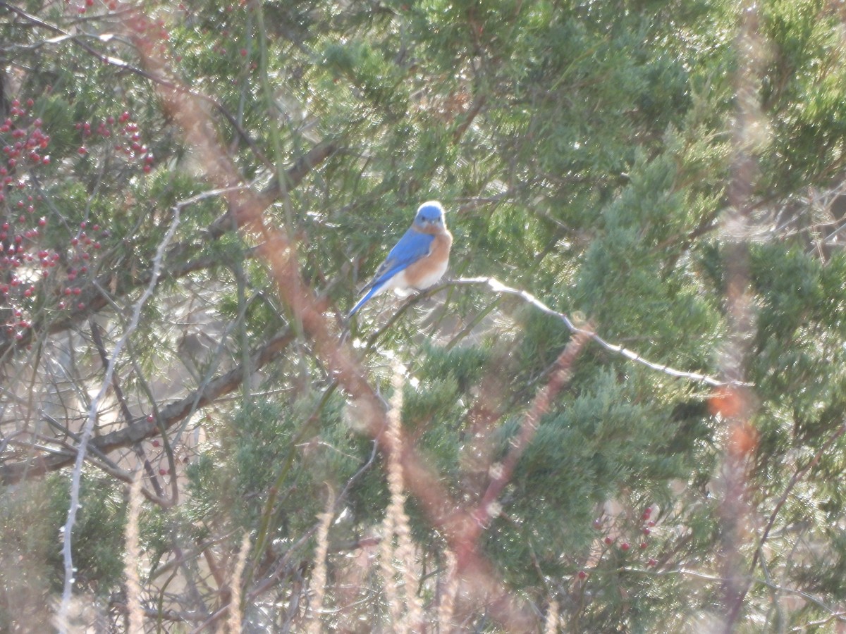 Eastern Bluebird - ML647246331
