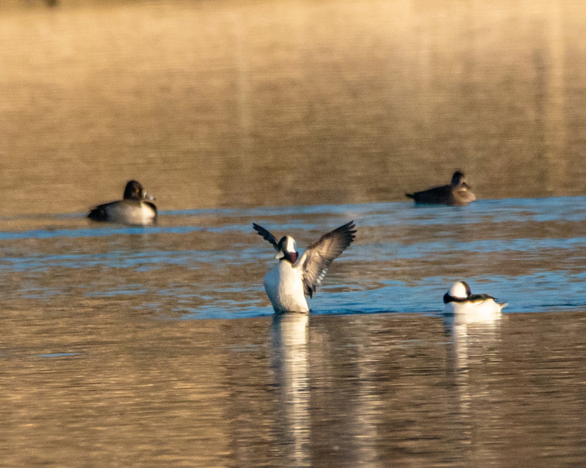 Bufflehead - ML647246336