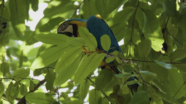 Guakamaio hori-urdina - ML647246350