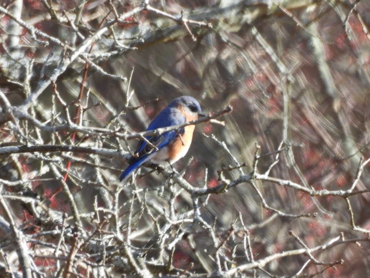 Eastern Bluebird - ML647246351