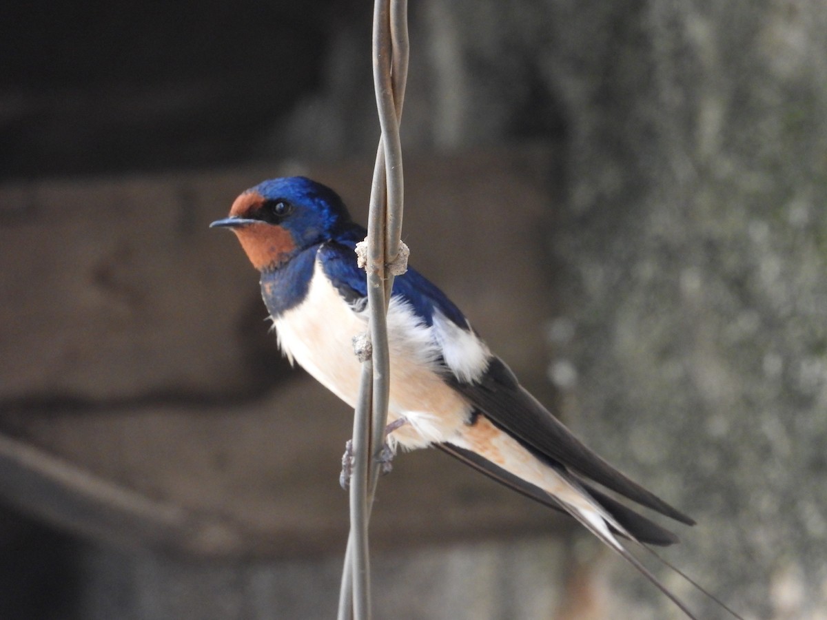 Ластівка сільська - ML647246357