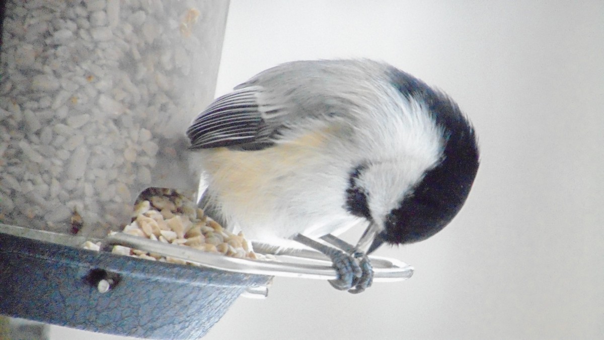 Black-capped Chickadee - ML647246360