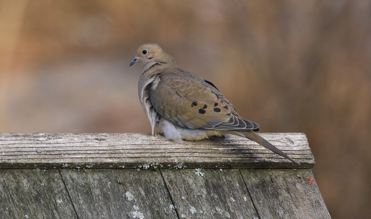 Uzun Kuyruklu Kumru - ML647246364