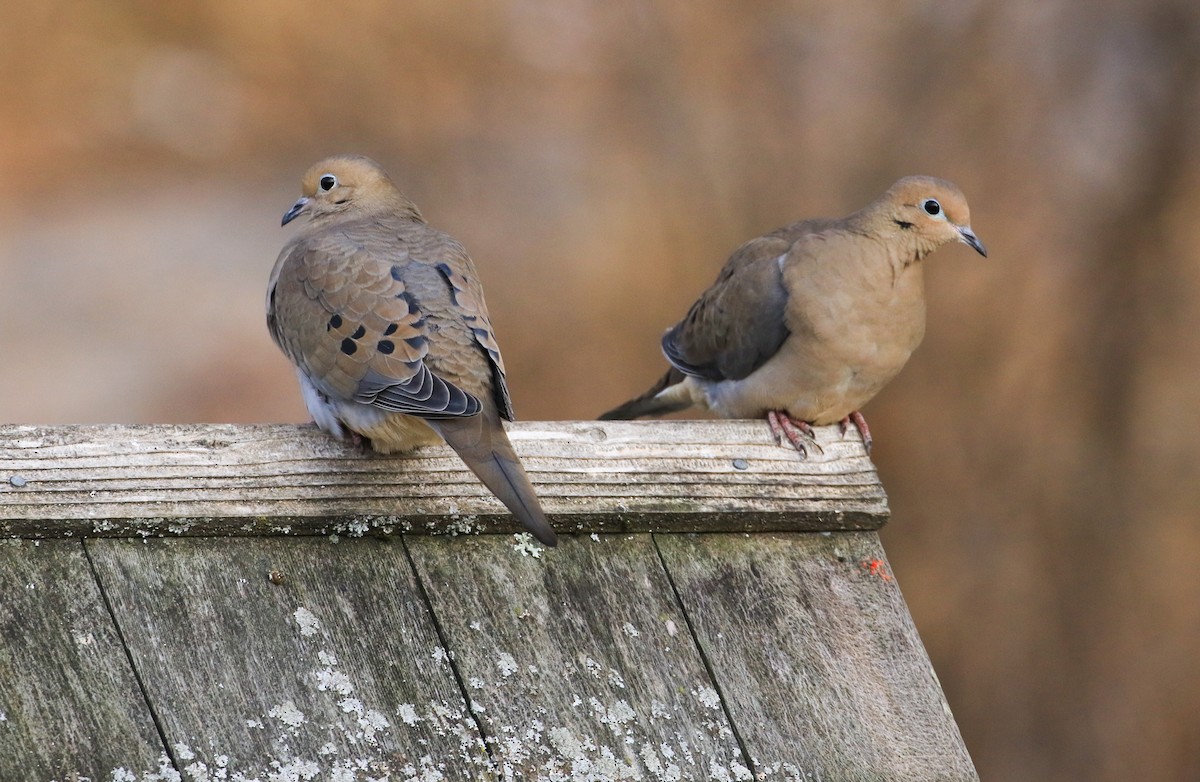 Uzun Kuyruklu Kumru - ML647246367