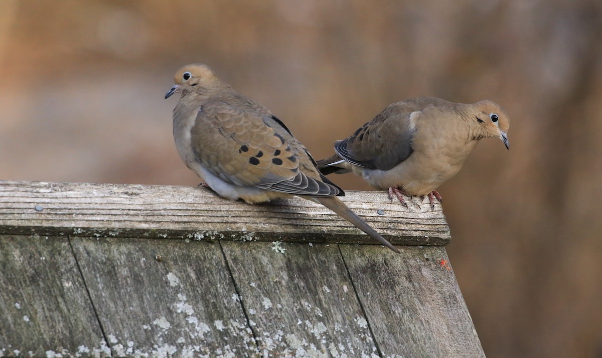 Uzun Kuyruklu Kumru - ML647246372