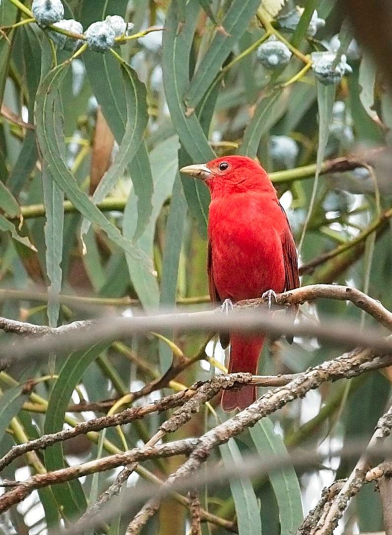 Summer Tanager - ML647246375