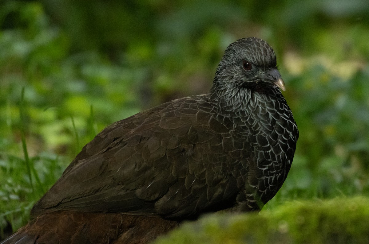 Andean Guan - ML647246376