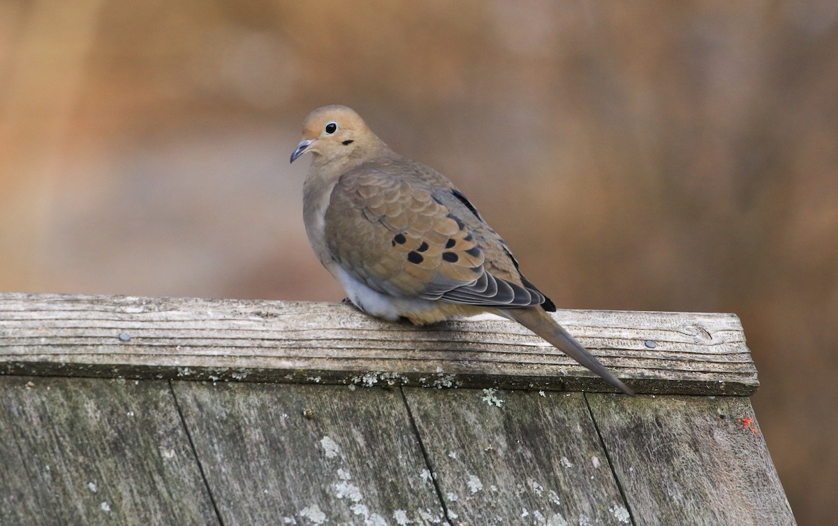 Uzun Kuyruklu Kumru - ML647246380