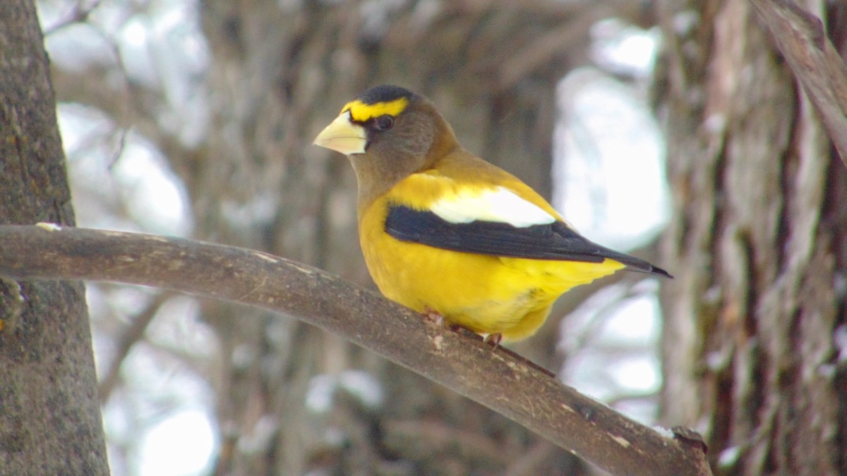 キビタイシメ - ML647246384