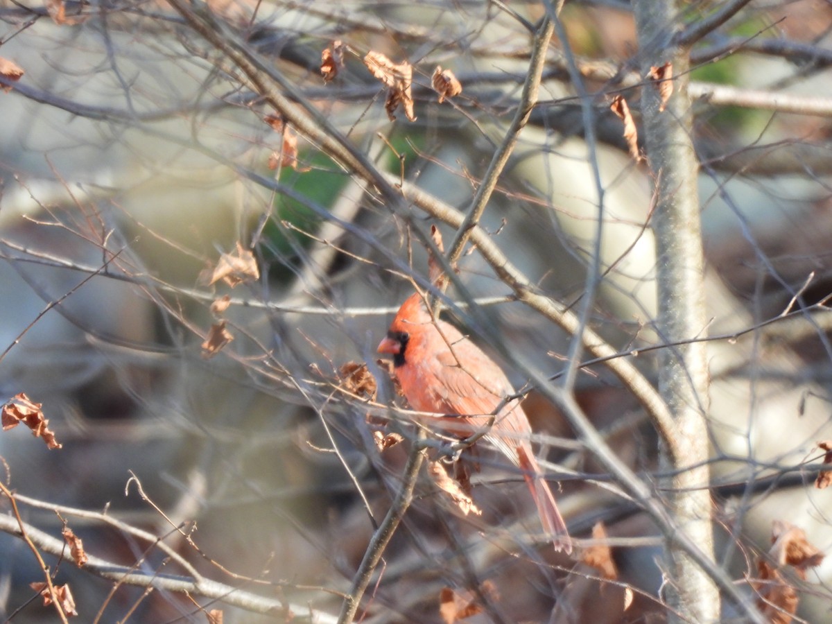 Northern Cardinal - ML647246388