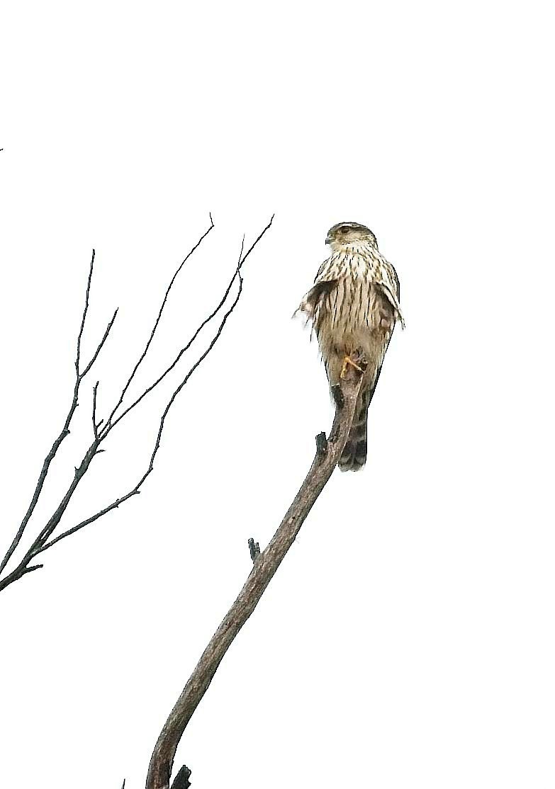 灰背隼 - ML647246393