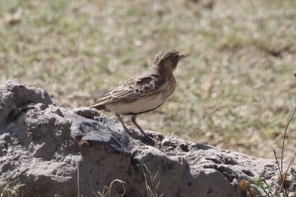 Fischer's Sparrow-Lark - ML647246398