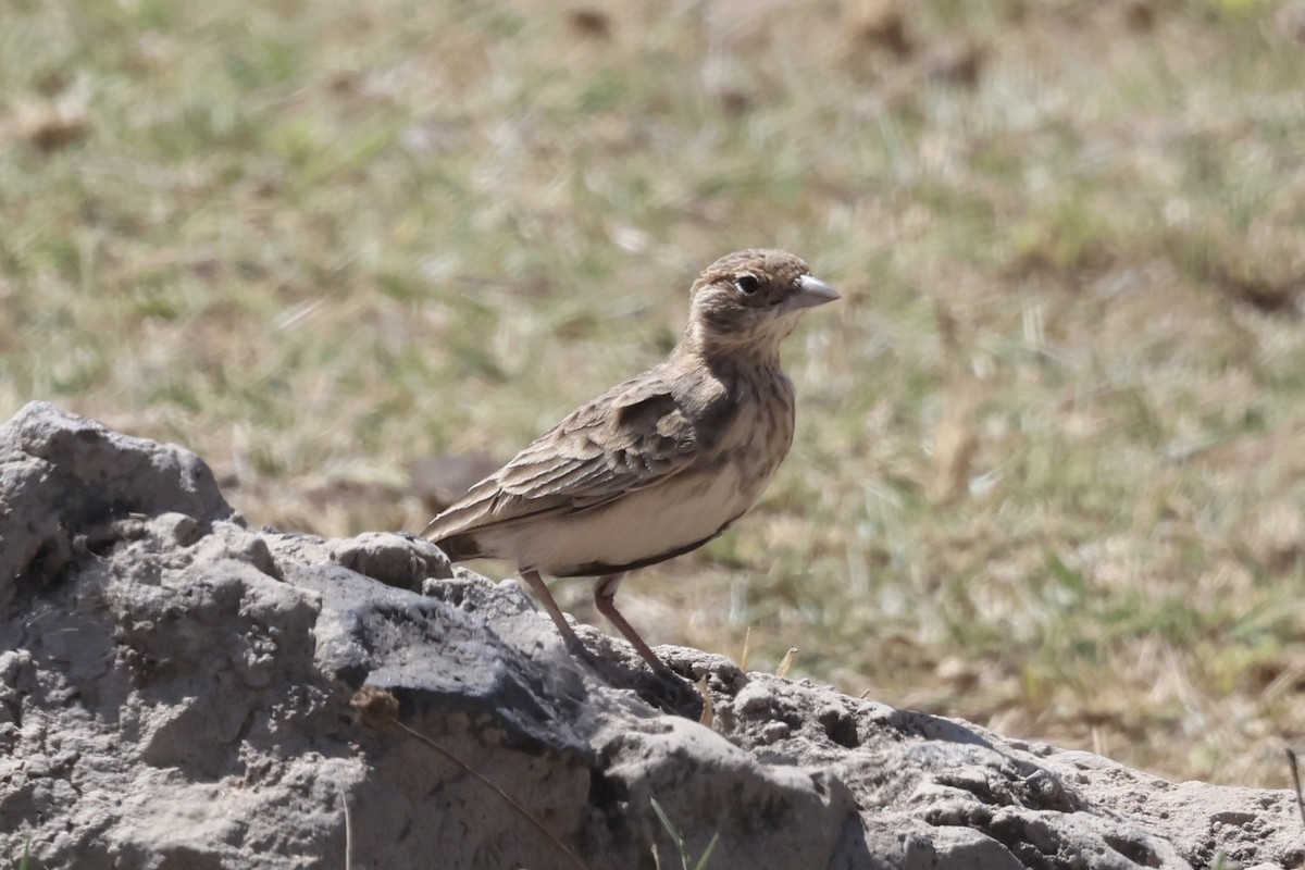 Fischer's Sparrow-Lark - ML647246399